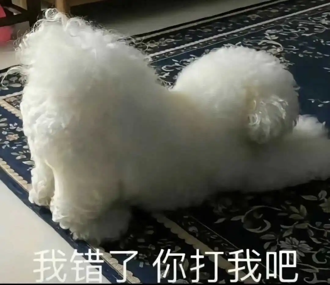 【西檬之家】k9犬系是什么？字母圈新人必读的犬类扮演指南